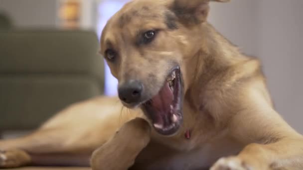 Domestic Dog Gnaws Bone Floor — Stock video