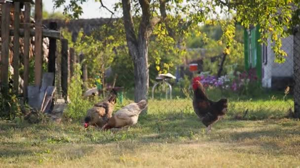 Grupa Wypasu Kurcząt Wolnym Wybiegu Trawie Podwórku Małej Farmy Wiejskiej — Wideo stockowe