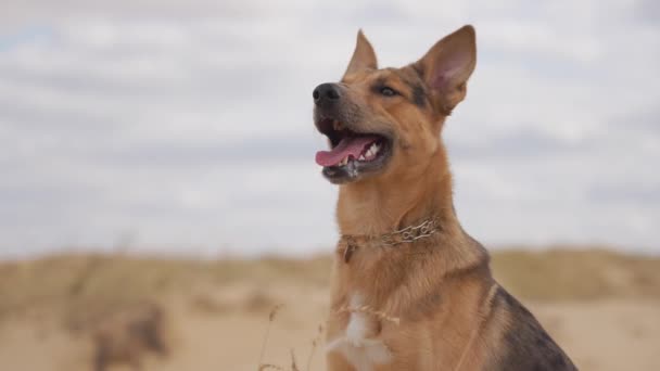 Stray Dog Dune Desert Sunny Day — Stock Video