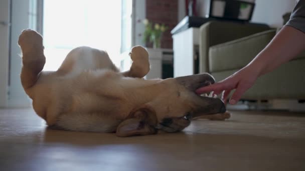 Ικανοποιημένο Σκυλί Είναι Ξαπλωμένο Ανάσκελα Στο Πάτωμα Και Χαίρεται Παίζει — Αρχείο Βίντεο