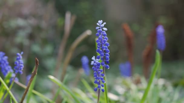 Blaue Traubenhyazinthe Blüht Einem Sonnigen Tag Einem Frühlingsgarten — Stockvideo