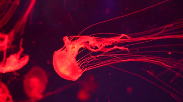 Kolorowe Świecące Meduzy Pływające Akwarium — Wideo stockowe