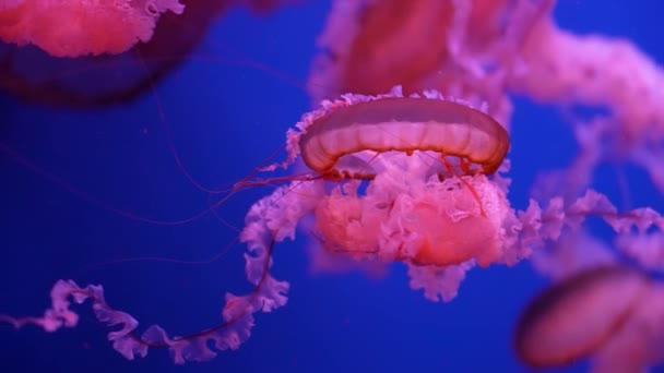 Akvaryumda Yüzen Renkli Parlayan Denizanaları — Stok video