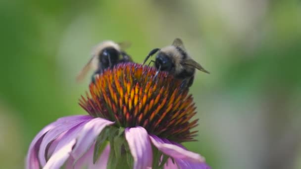 Bumblebees Collecting Nectar Echinacea Flower Sunny Summer Day — Stok video