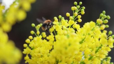Güneşli bir günde Mahonia aquifolium 'un sarı çiçekleri.