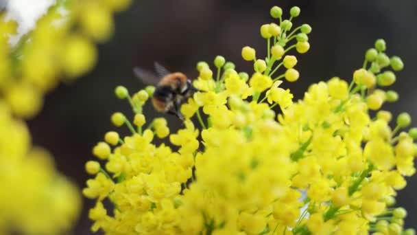Abeja Polinizando Flores Amarillas Mahonia Aquifolium Día Soleado — Vídeos de Stock