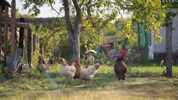 Freilaufende Hühner Grasen Auf Dem Gras Hinterhof Des Kleinen Bauernhofes — Stockvideo