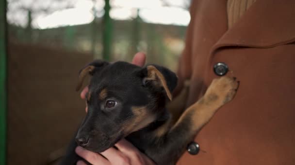 Evsiz Köpek Yavrusu Kafesten Alınıp Evsizlerin Barınağından Alınıyor — Stok video