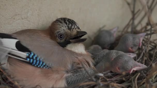 Blue Eichelhäher Mutter Mit Hungrigen Chiks Einem Nest — Stockvideo