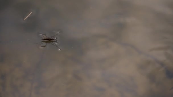 Common Pond Skater Common Water Strider Water Surface — Stock Video