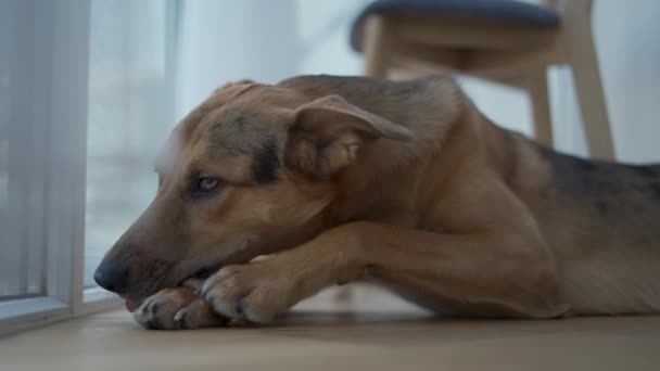 Молода Домашня Собака Гризе Кістку Балконі — стокове відео