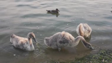 Family of swans with chicks fed by the shore of a city pond on a summer day