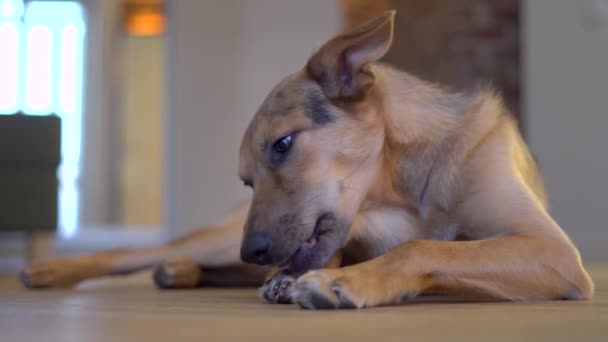 Domestic Dog Gnaws Bone Floor — Stok video