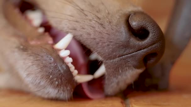 Крупный План Морда Собаки Мокрый Нос Открытый Рот Высунутым Языком — стоковое видео