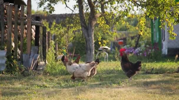 Sekelompok Ayam Merumput Rumput Halaman Belakang Peternakan Kecil Pedesaan — Stok Video