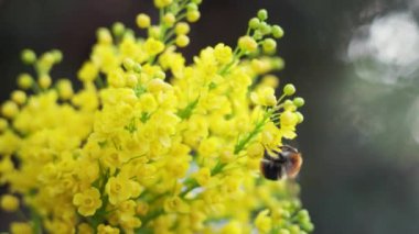 Güneşli bir günde Mahonia aquifolium 'un sarı çiçekleri.