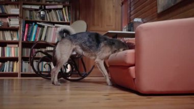 Islak köpek, duş aldıktan sonra suyu sallar ve bir kanepede kurulanır.