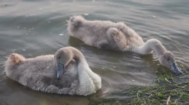 Family of swans with chicks fed by the shore of a city pond on a summer day