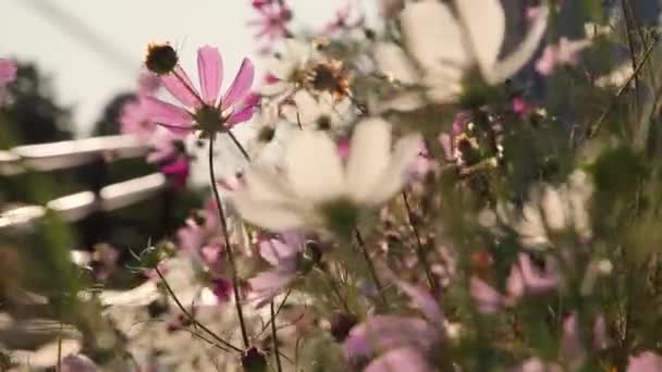 Рожеві Квіти Космосу Співають Під Час Вітру Заході Сонця — стокове відео