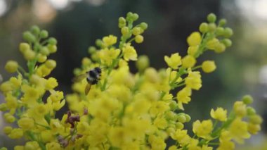 Güneşli bir günde Mahonia aquifolium 'un sarı çiçekleri.