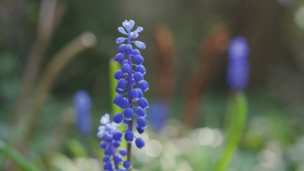 Blå Druva Hyacint Blommor Blommar Vår Trädgård Solig Dag — Stockvideo