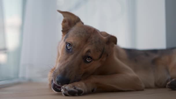 Young Domestic Dog Gnawing Bone Balcony — Vídeo de Stock