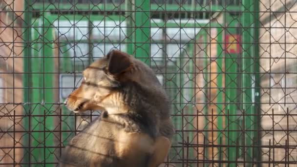 Rescued Homeless Dog Cage Shelter — Vídeo de stock