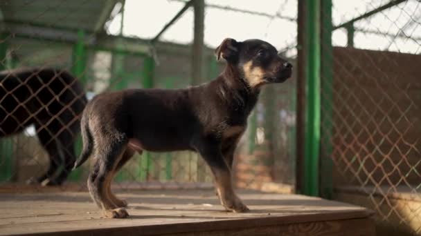 Homeless Puppy Taken Out Cage Being Adopted Stray Homeless Pets — Stockvideo
