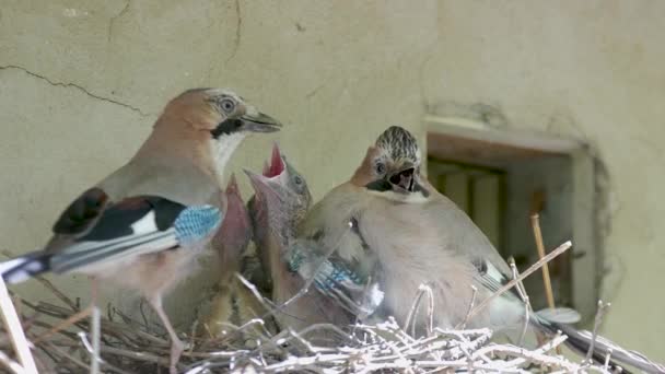 Blue Jay Family Feeding Chicks Nest Sunny Spring Day — Stockvideo