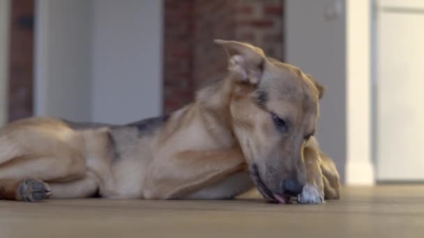 Domestic Dog Gnaws Bone Floor — ストック動画