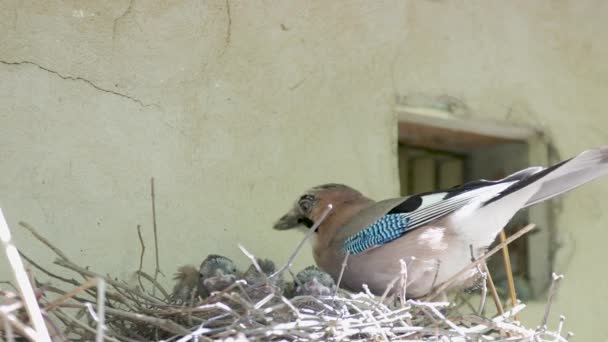 Blue Jay Family Feeding Chicks Nest Sunny Spring Day — Video Stock