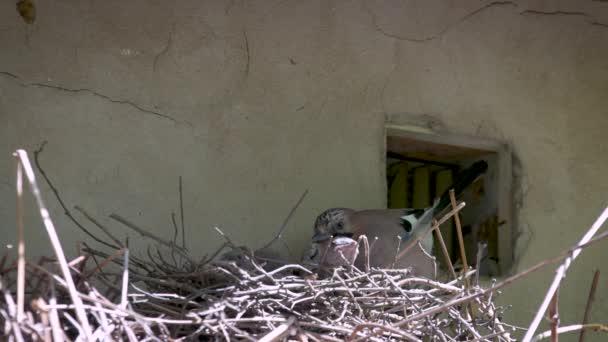 Blue Jay Family Feeding Chicks Nest Sunny Spring Day — Vídeos de Stock