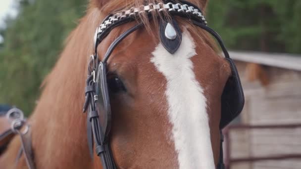 Chodzący Koń Spoczywa Zagrodzie Farmy Bliska Głowa Oczy — Wideo stockowe