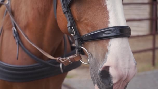 Walking Horse Rests Stall Farm Close Head Eyes — Stock Video
