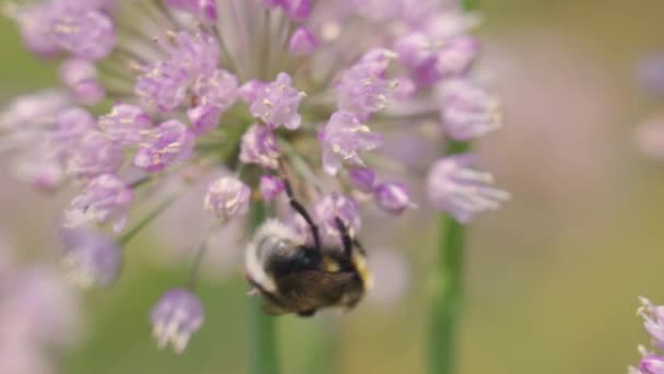 Бджоли Збирають Нектар Квітучих Квітах Сонячний Літній День — стокове відео