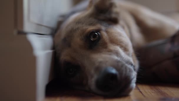 若い退屈犬は家で床に休息を持っています — ストック動画