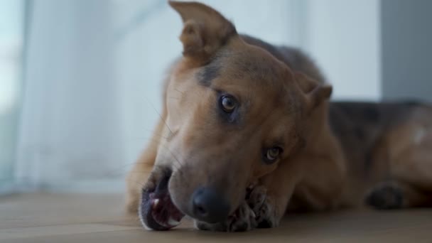 バルコニーの骨の上に若い国内犬のうめき声 — ストック動画