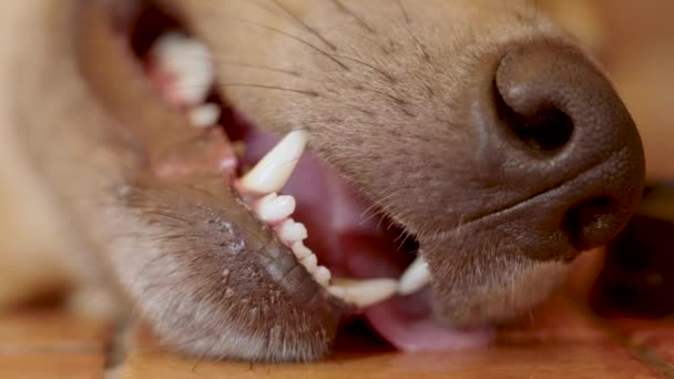 Κλείσιμο Ρύγχος Ενός Σκύλου Υγρή Μύτη Και Ανοιχτό Στόμα Γλώσσα — Αρχείο Βίντεο