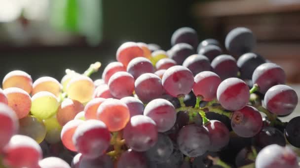 阳光明媚的夏天 厨房桌上新采摘的葡萄 — 图库视频影像