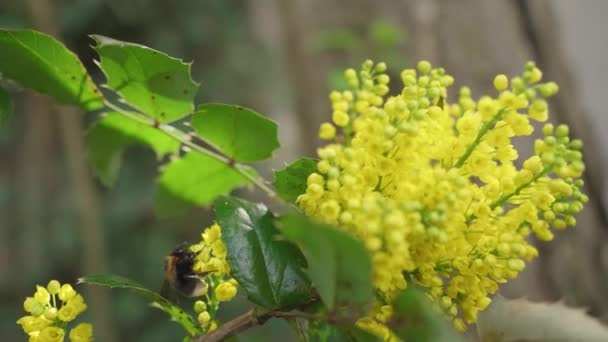 Abelha Polinizando Flores Amarelas Mahonia Aquifolium Dia Ensolarado — Vídeo de Stock