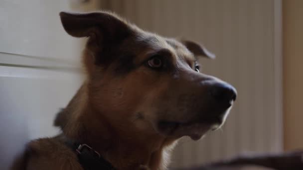 Genç Sıkılmış Köpek Evde Yerde Dinleniyor — Stok video