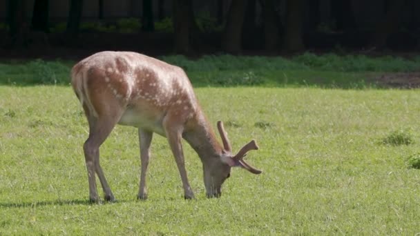 Ciervo Rojo Joven Pastando Zoológico Día Soleado — Vídeo de stock