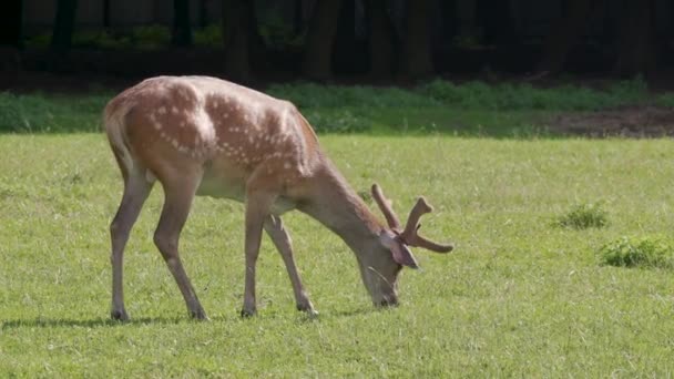 Young Red Deer Grazing Zoo Sunny Day — Stockvideo