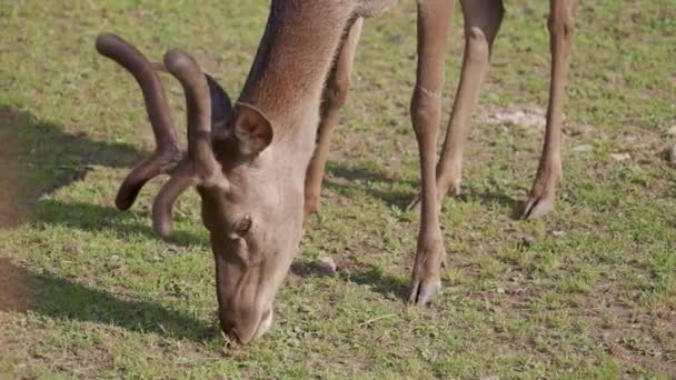 Young Red Deer Grazing Zoo Sunny Day — Stockvideo