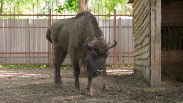 Giovane Bisonte Europeo Maschile Allo Zoo — Video Stock