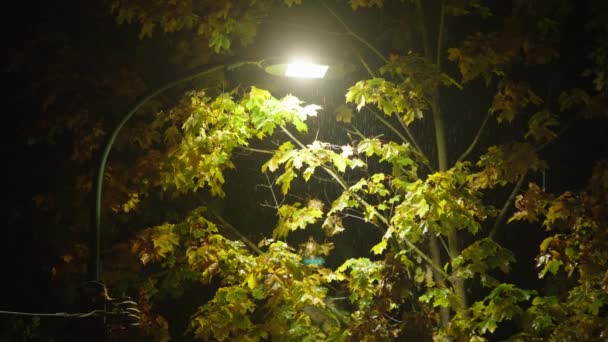 Straatlantaarn Schijnt Groene Boombladeren Terwijl Het Nachts Regent — Stockvideo