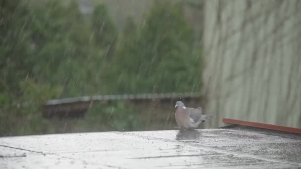 Gemeine Waldtaube Wäscht Federn Regen Auf Einer Terrasse — Stockvideo