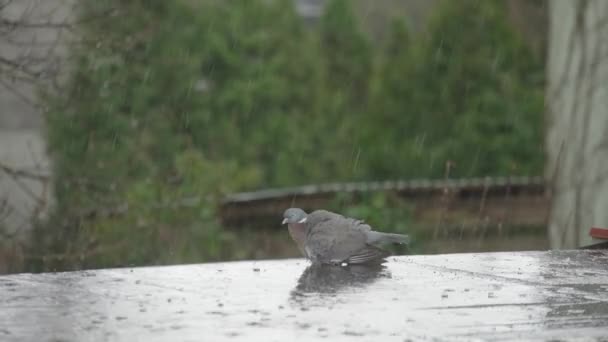 Κοινό Ξύλινο Περιστέρι Πλένει Φτερά Στη Βροχή Μια Βεράντα Βίντεο Κλιπ