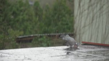 Yaygın ahşap güvercin terasta yağmurda tüy yıkıyor.