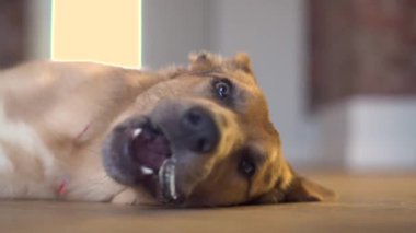 A domestic dog gnaws a bone on the floor
